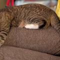avatar for Lazy_Cat@bookrastinating.com